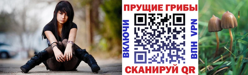 Псилоцибиновые грибы GOLDEN TEACHER  что такое наркотик  Краснознаменск 